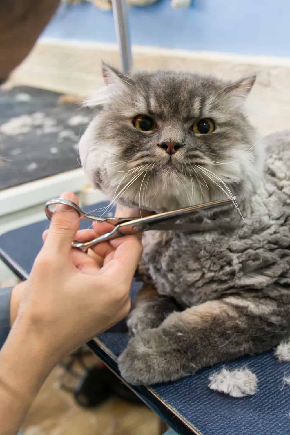 Trimming cats whiskers