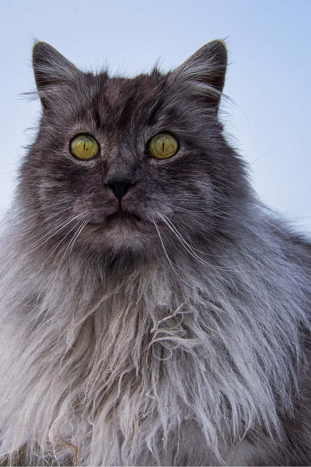 Turkish Angora cat