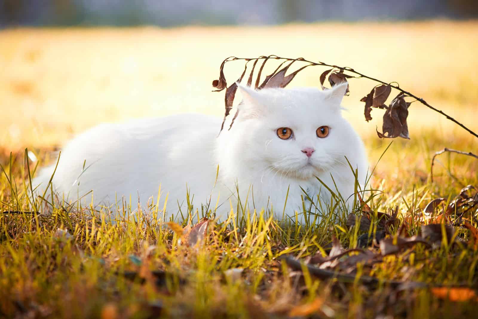 Turkish Angora lies on the grass