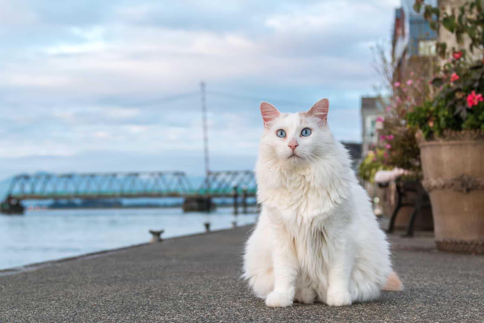 Turkish Van 