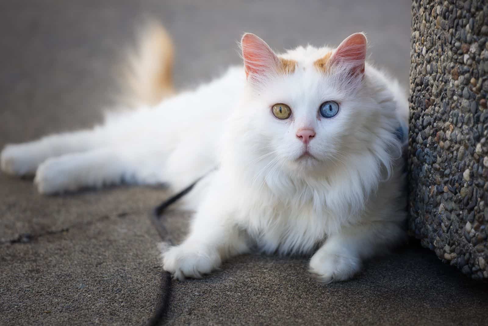 Turkish Van lies on the pavement