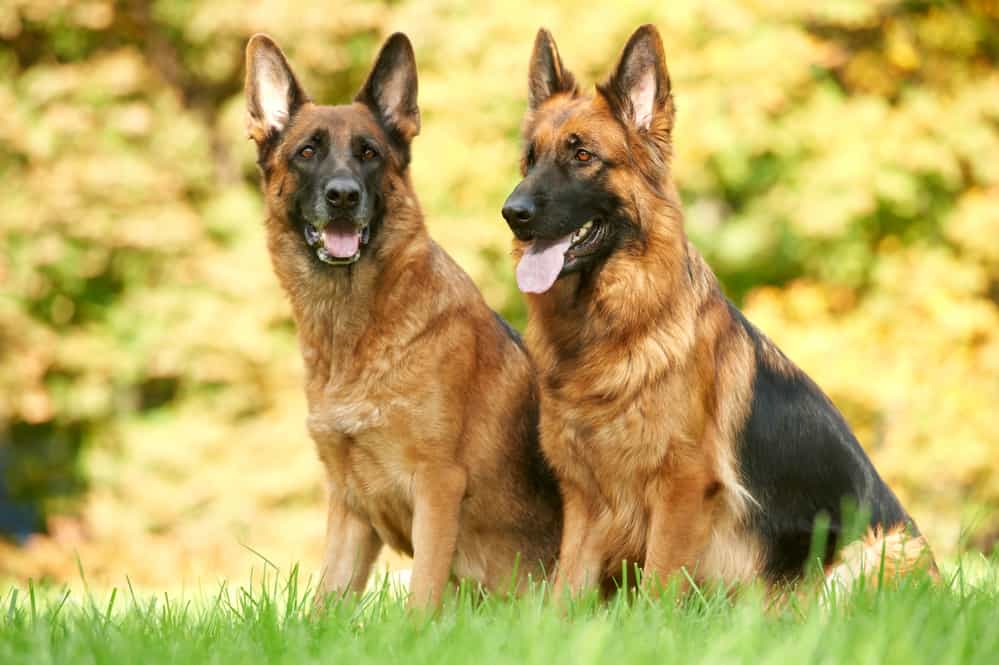 Two German Shepherds Weight