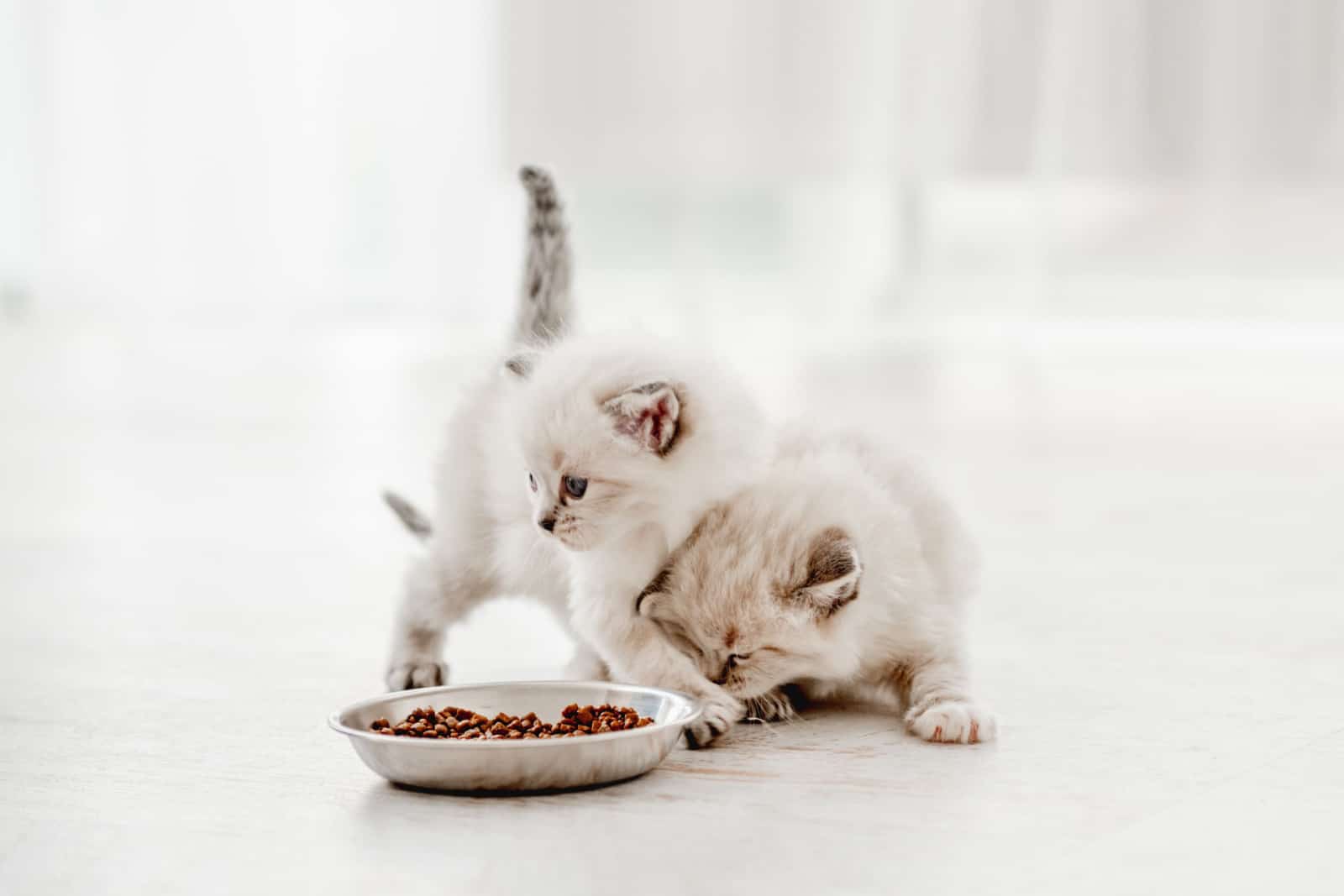 Two adorable ragdoll kittens standing close to metal bowl with feed