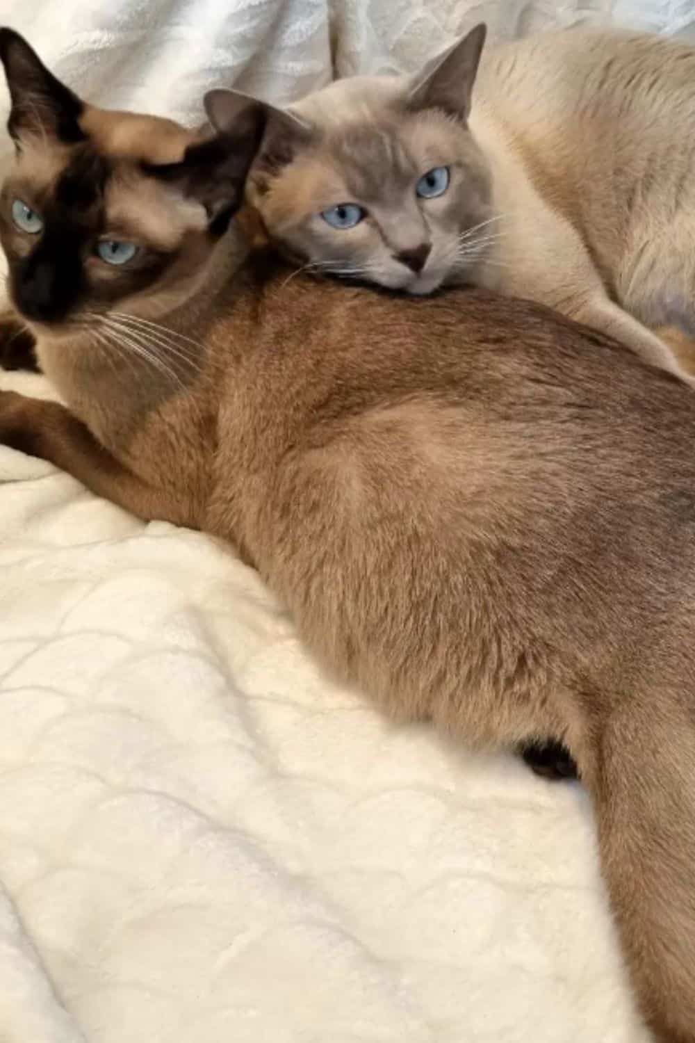 Two brown Tonkinese cats with blue eyes