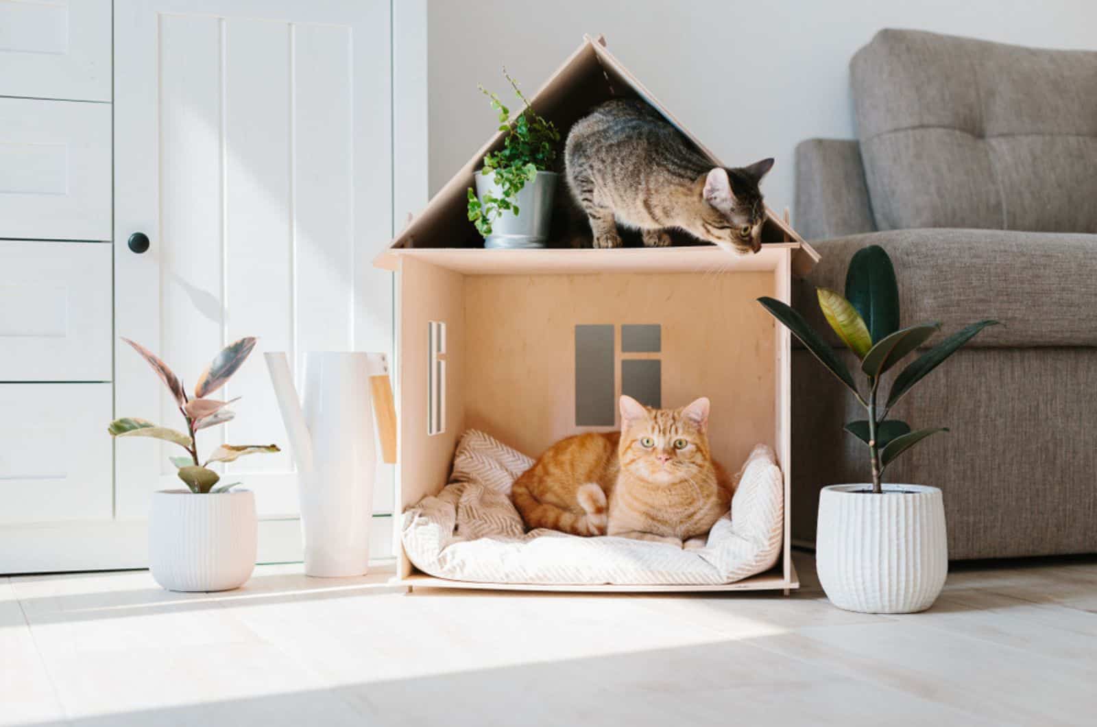 Two cats in wooden cat house