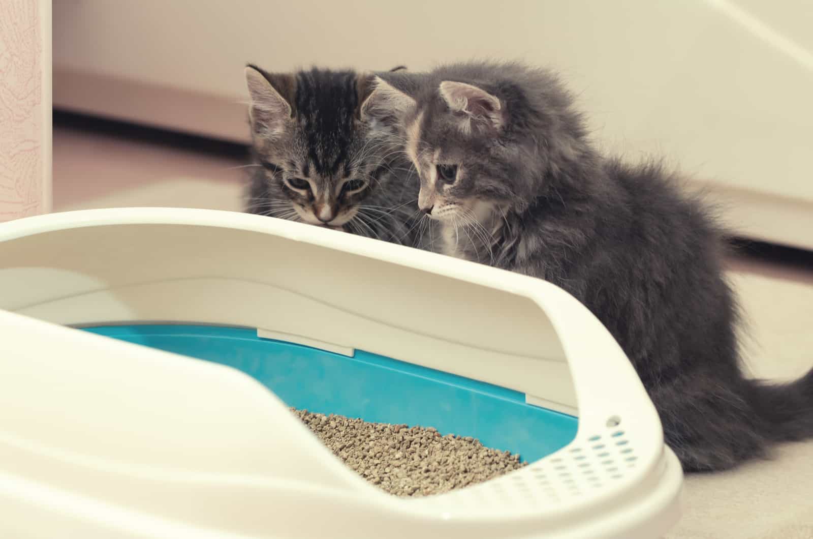 Two cute kittens are sitting near their litter box