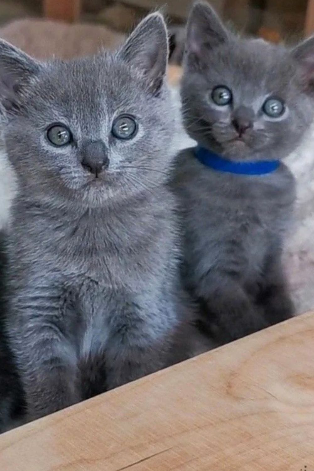 Two grey Chartreux cats with green eyes