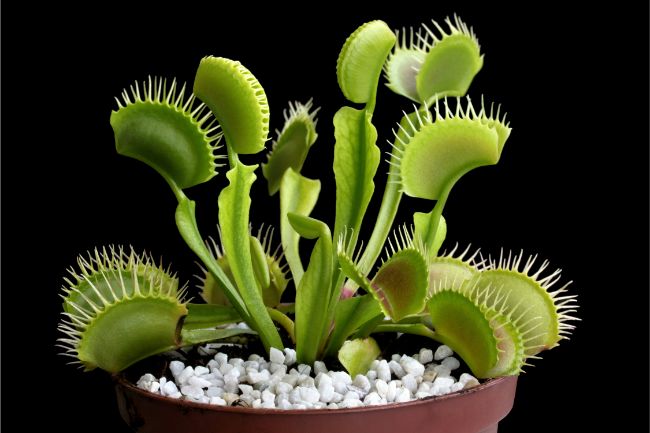 Venus Flytrap Dionaea muscipula