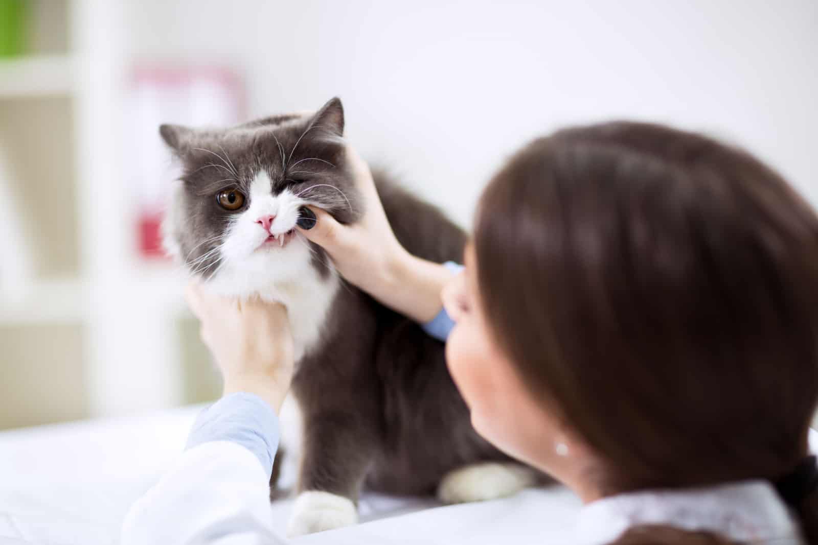 Veterinarian examining teeth of a persian cat