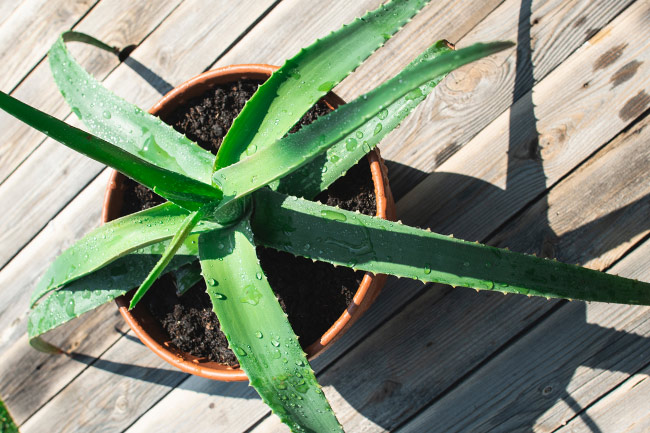 aloe plant drooping