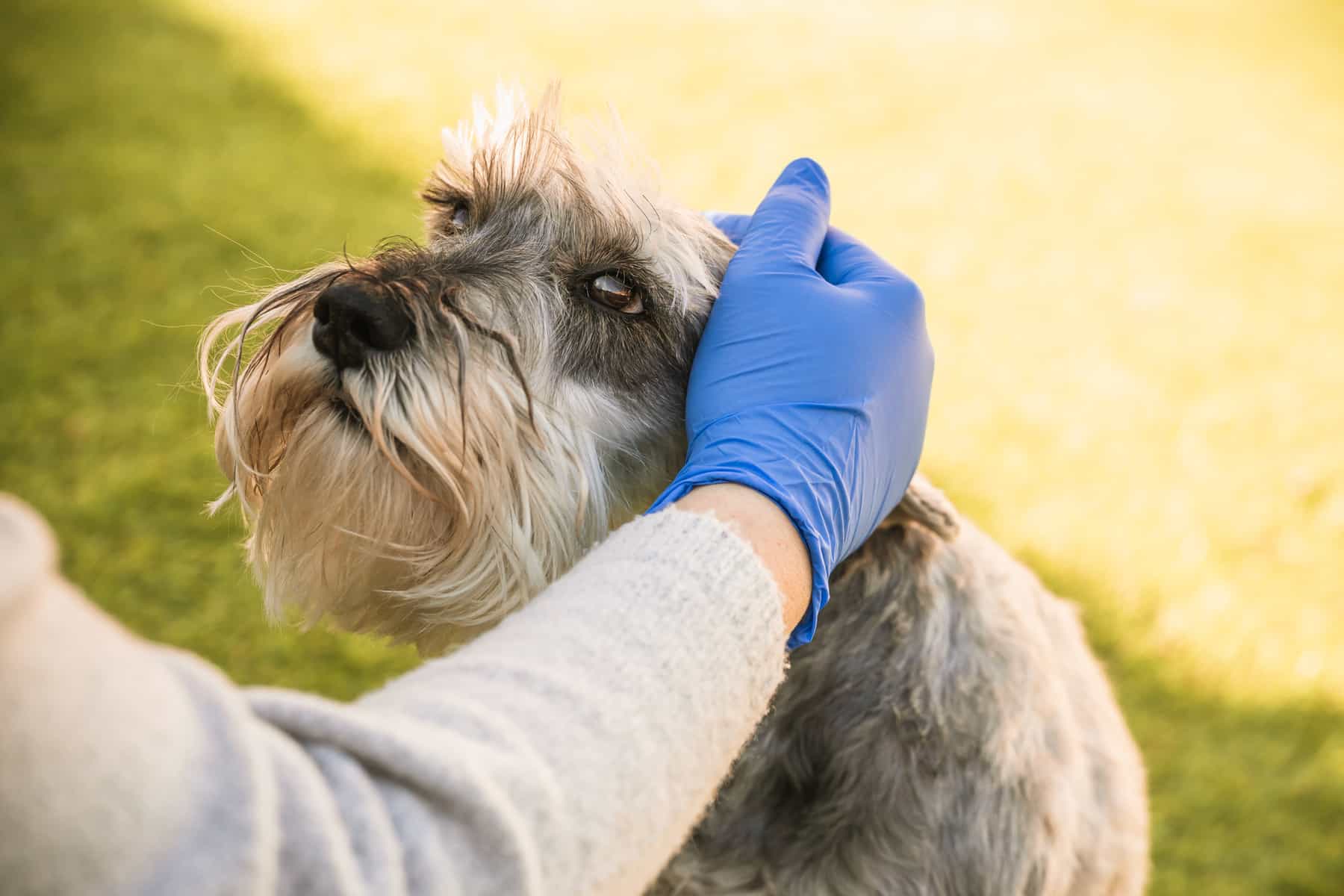 An owner wearing gloves while petting her dog during the Coronavirus pandemic