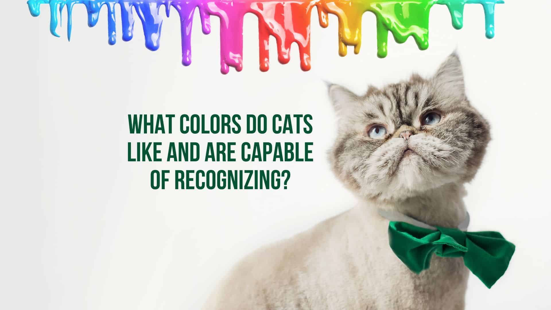 What Colors Do Cats Like