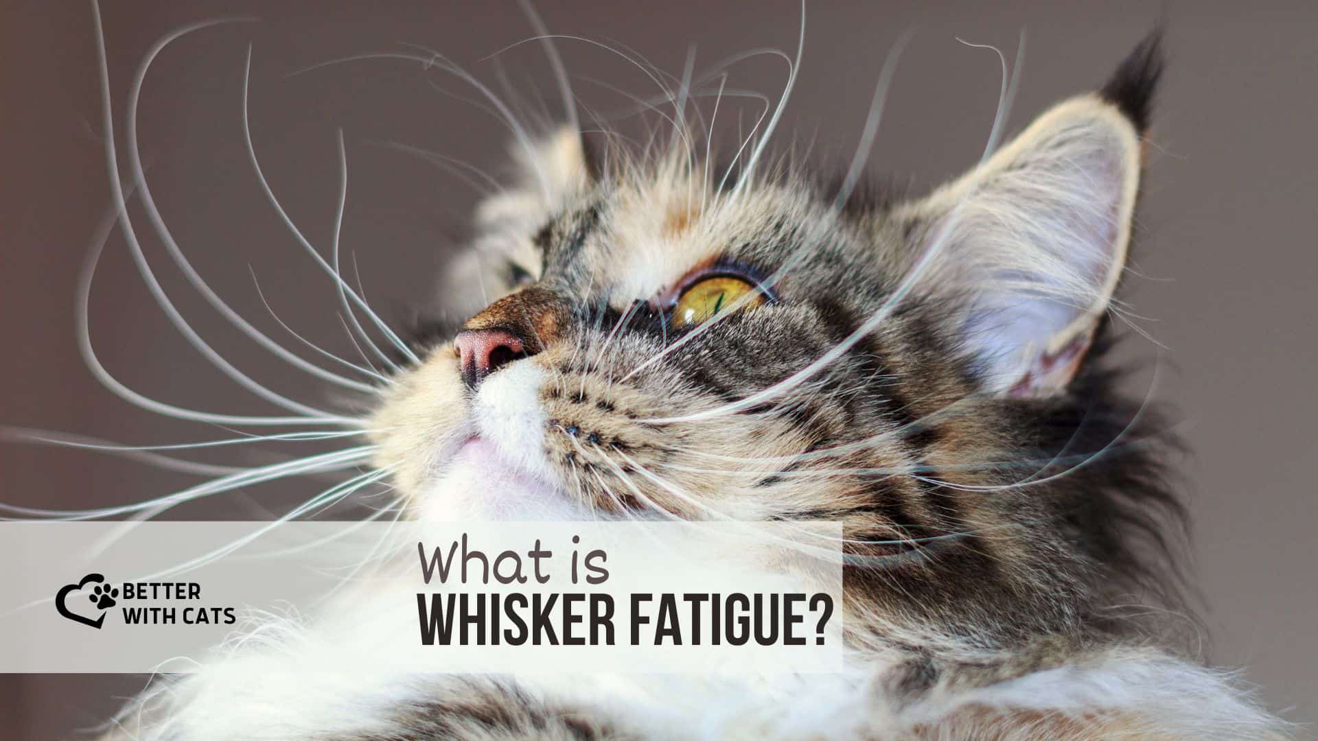 Whisker Fatigue