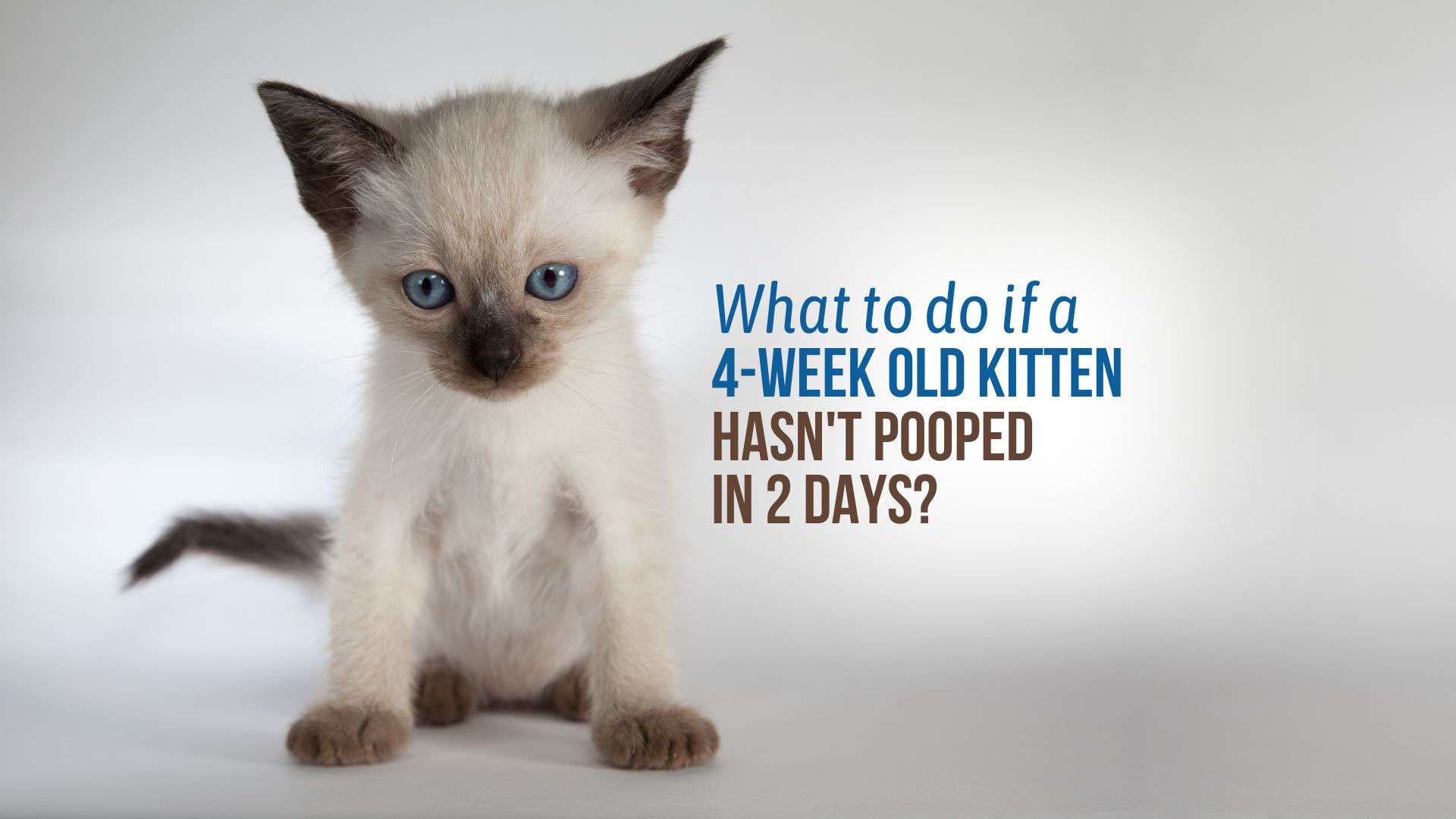 a 4-week-old kitten has not pooped in two days