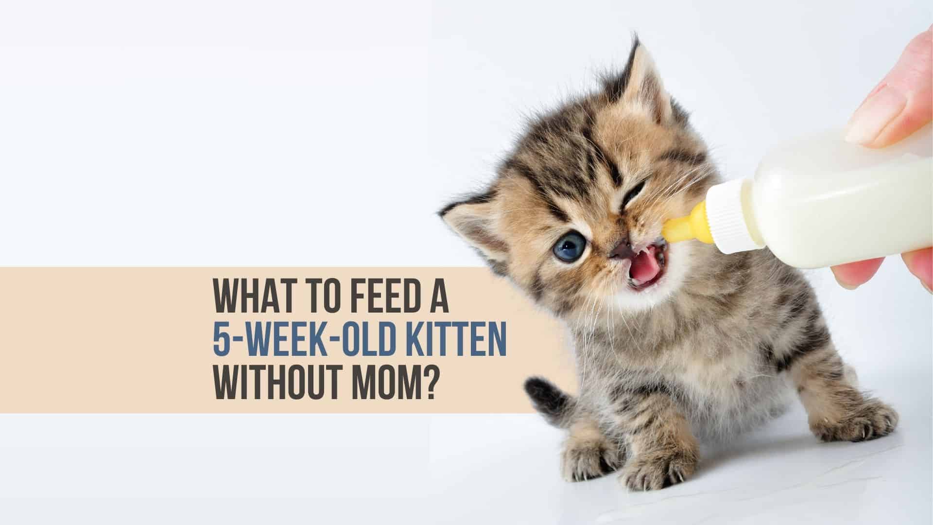 what to feed 5 weeks old kitten