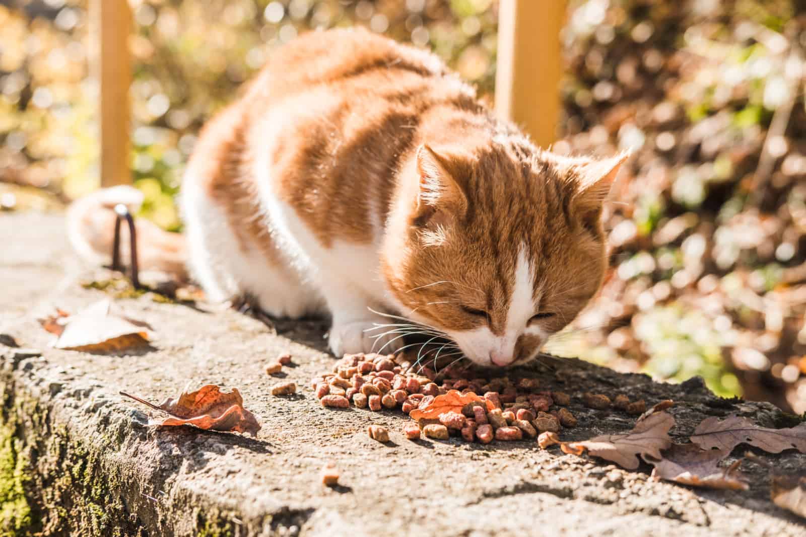 Red street homeless cat eats dry food on asphalt in the fall