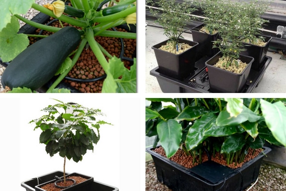 what is drip system hydroponics