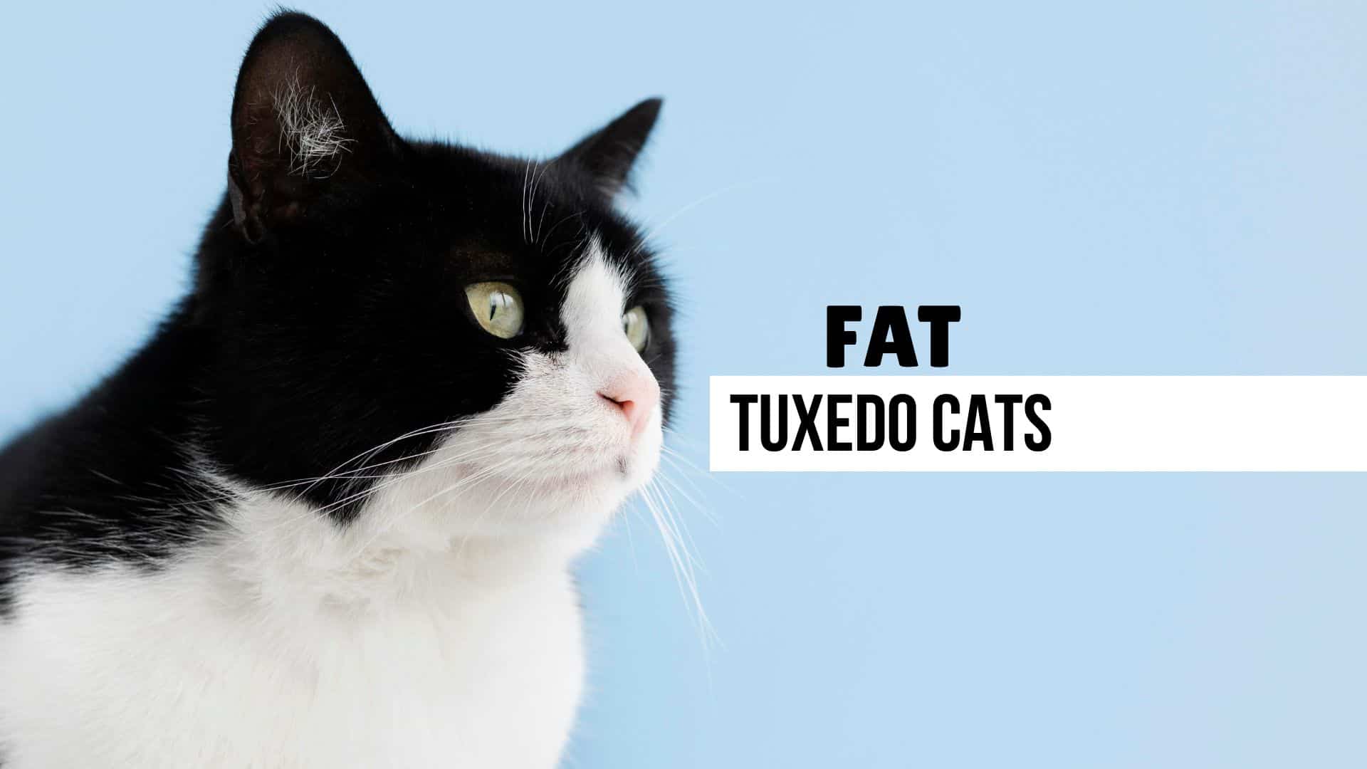 Fat Tuxedo Cat