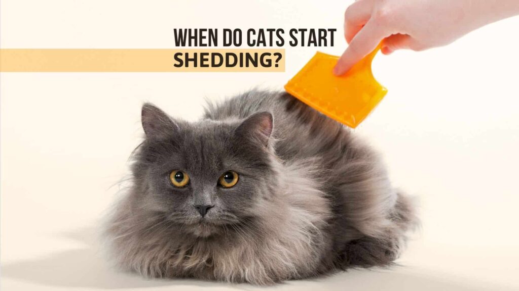 brushing a cat