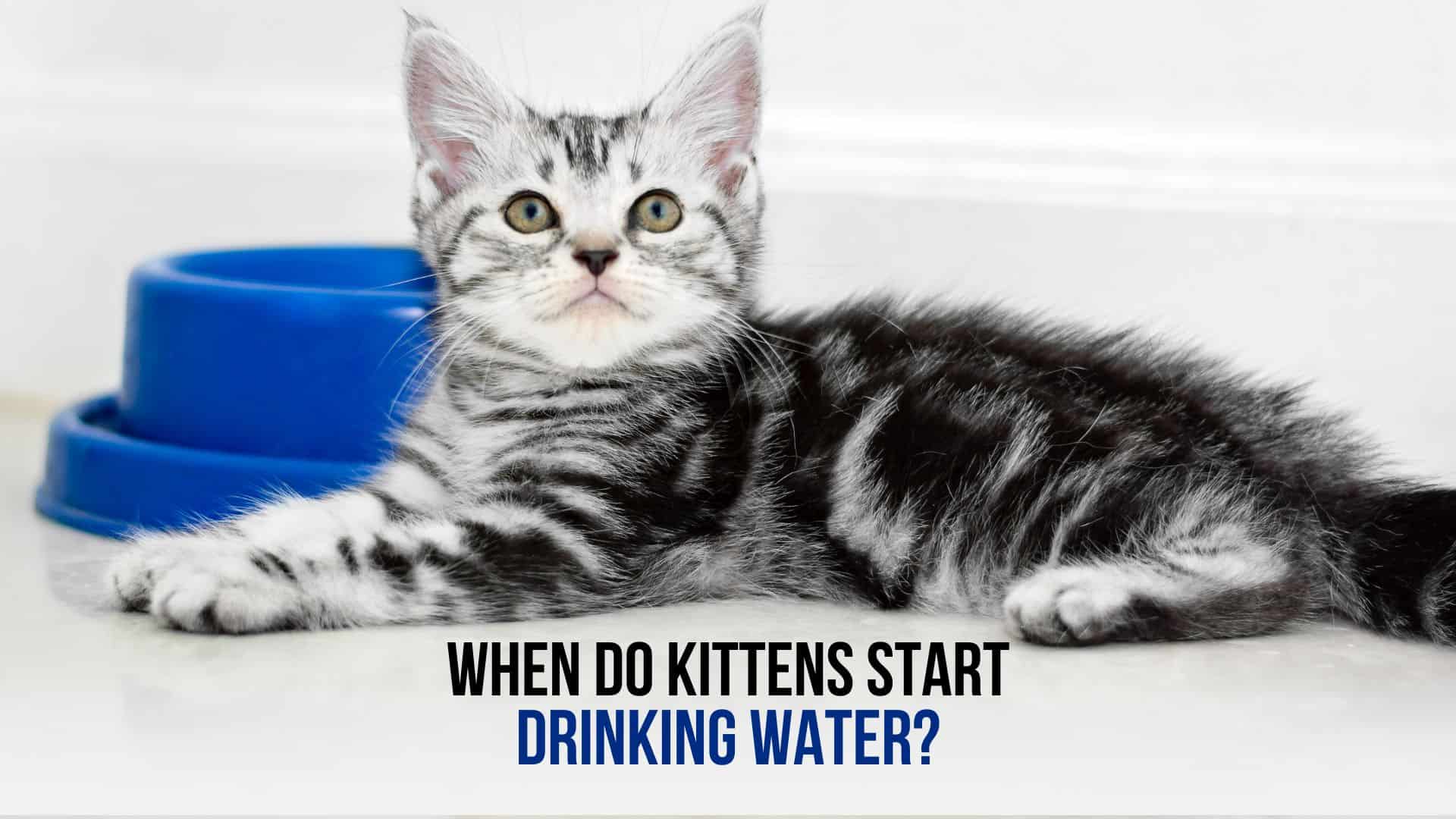 photo of a kitten next to a water bowl