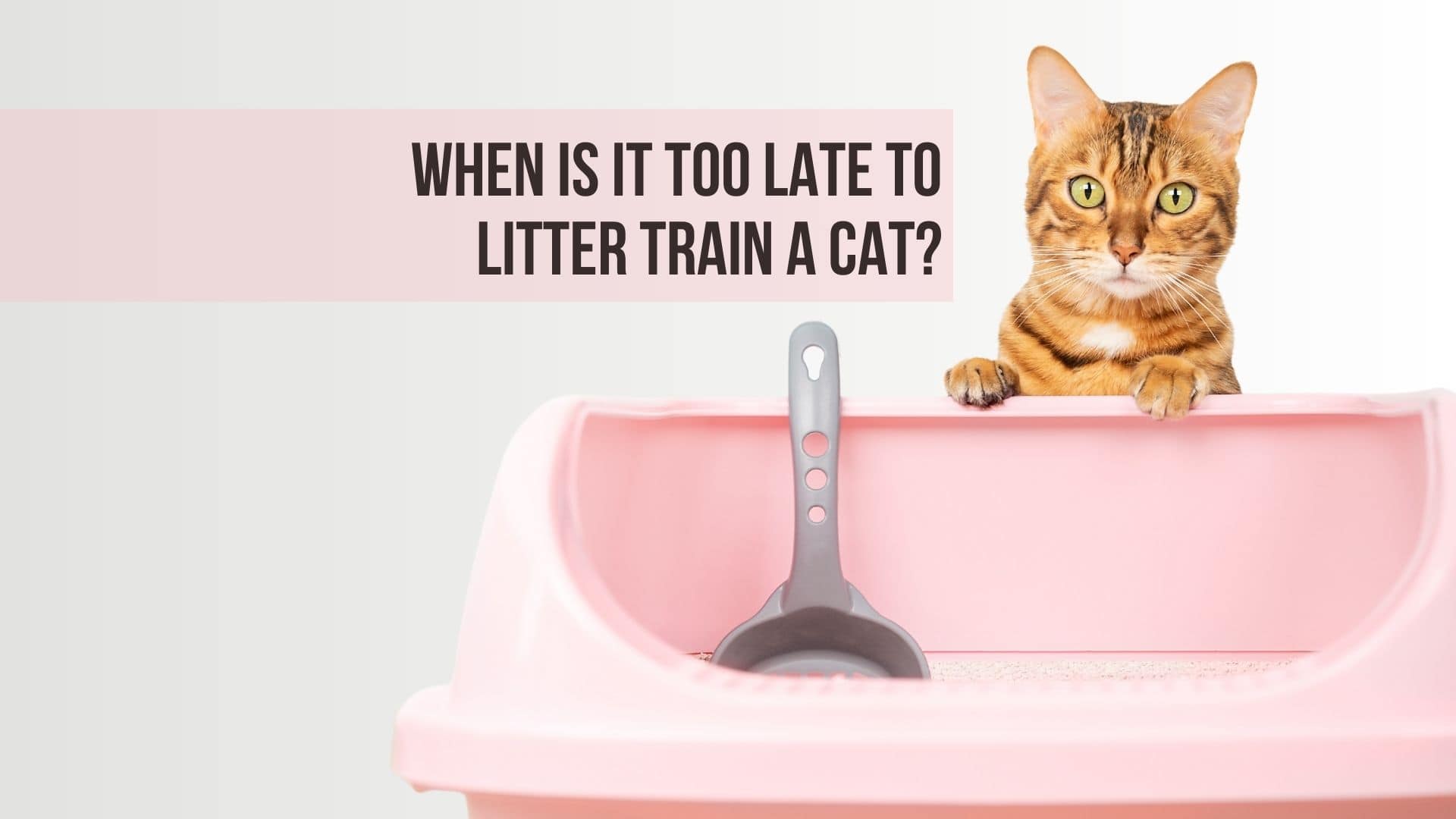 cat and a litter box