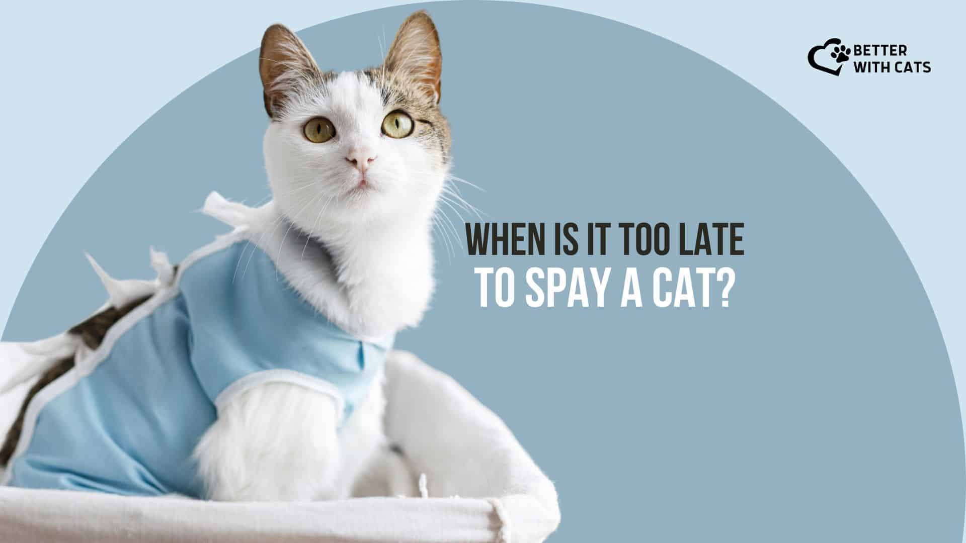 spaying a cat