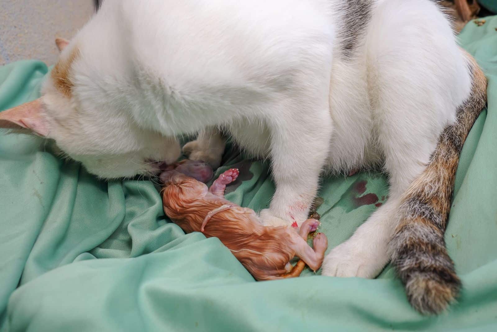 the cat gave birth