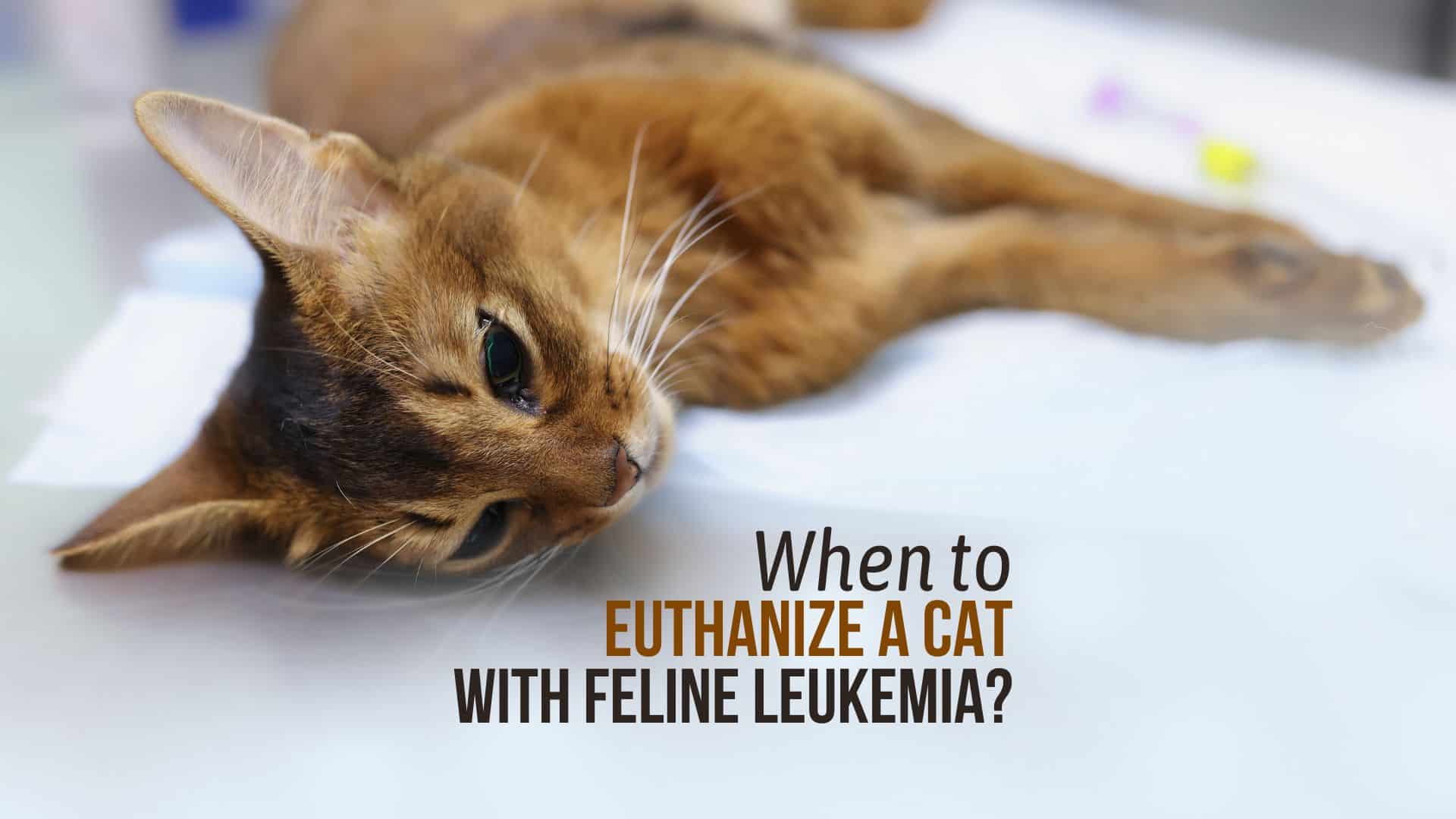 when to euthanize cat