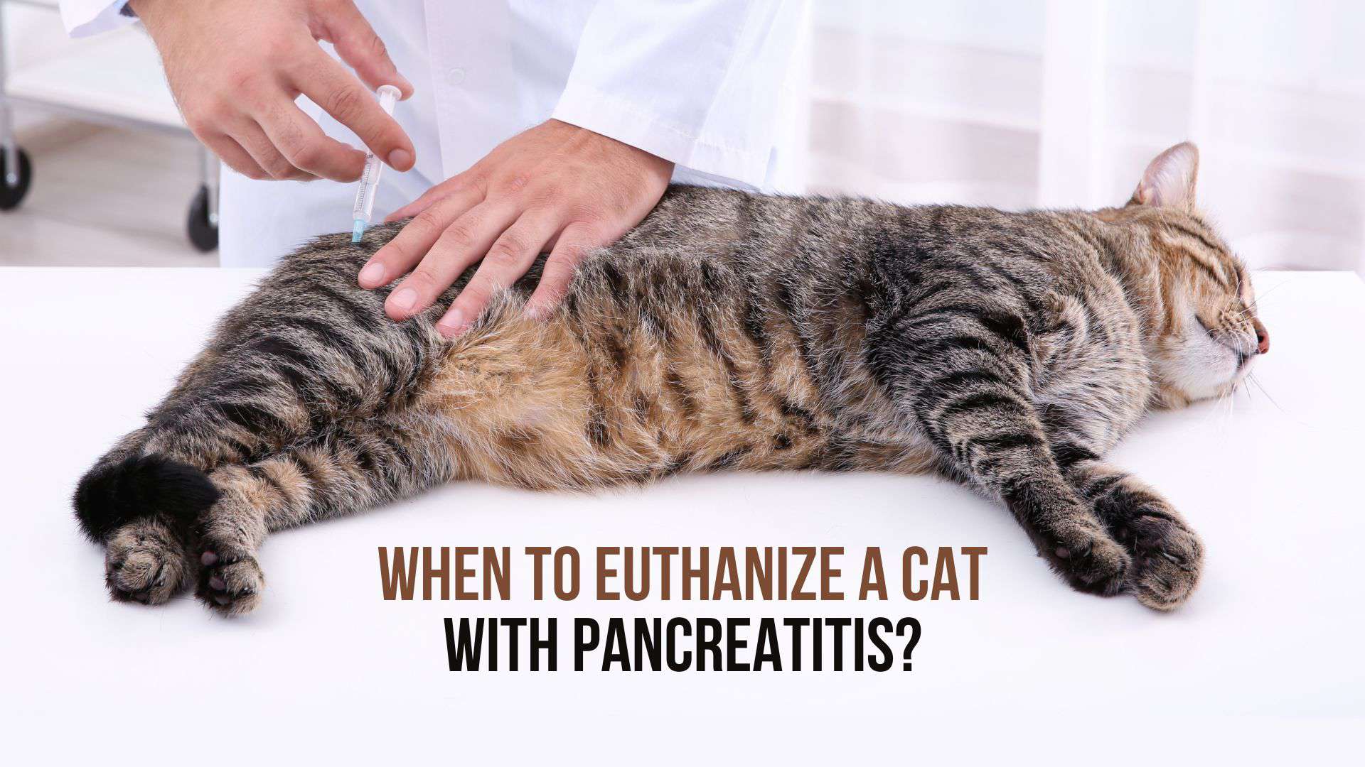 When To Euthanize A Cat