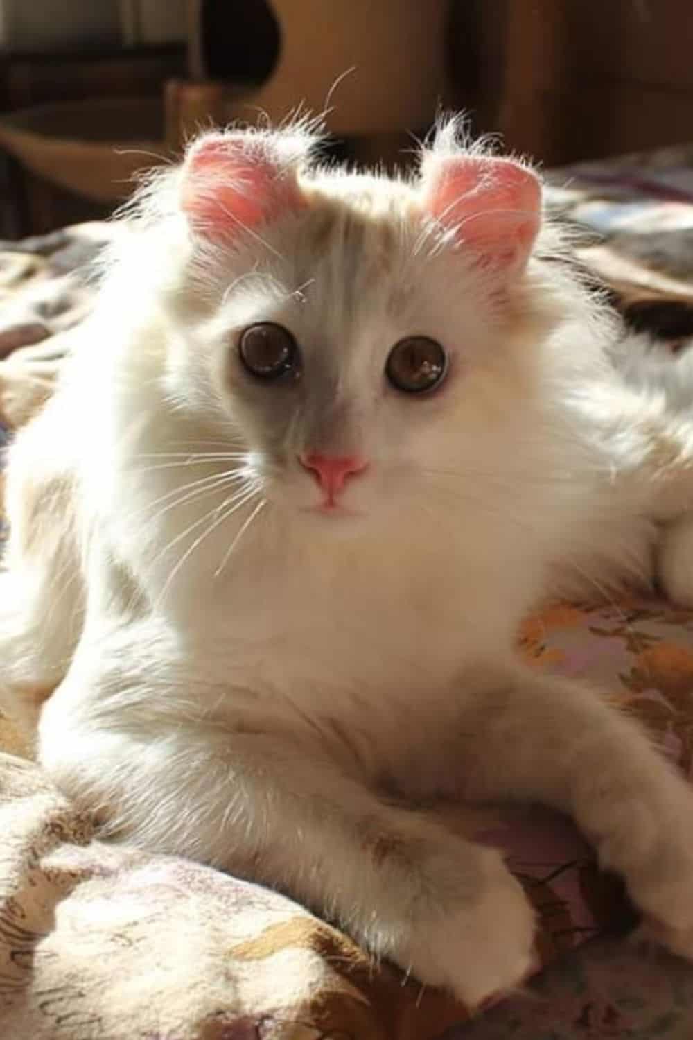 White American Curl cat with green eyes