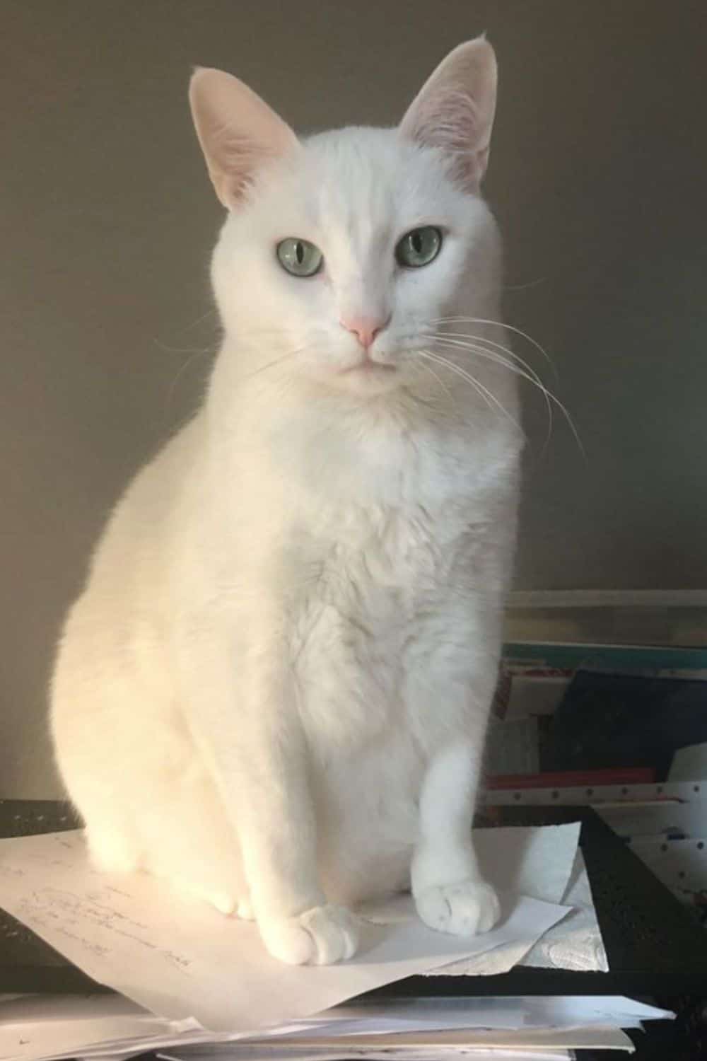 White American Shorthair cat with green eyes