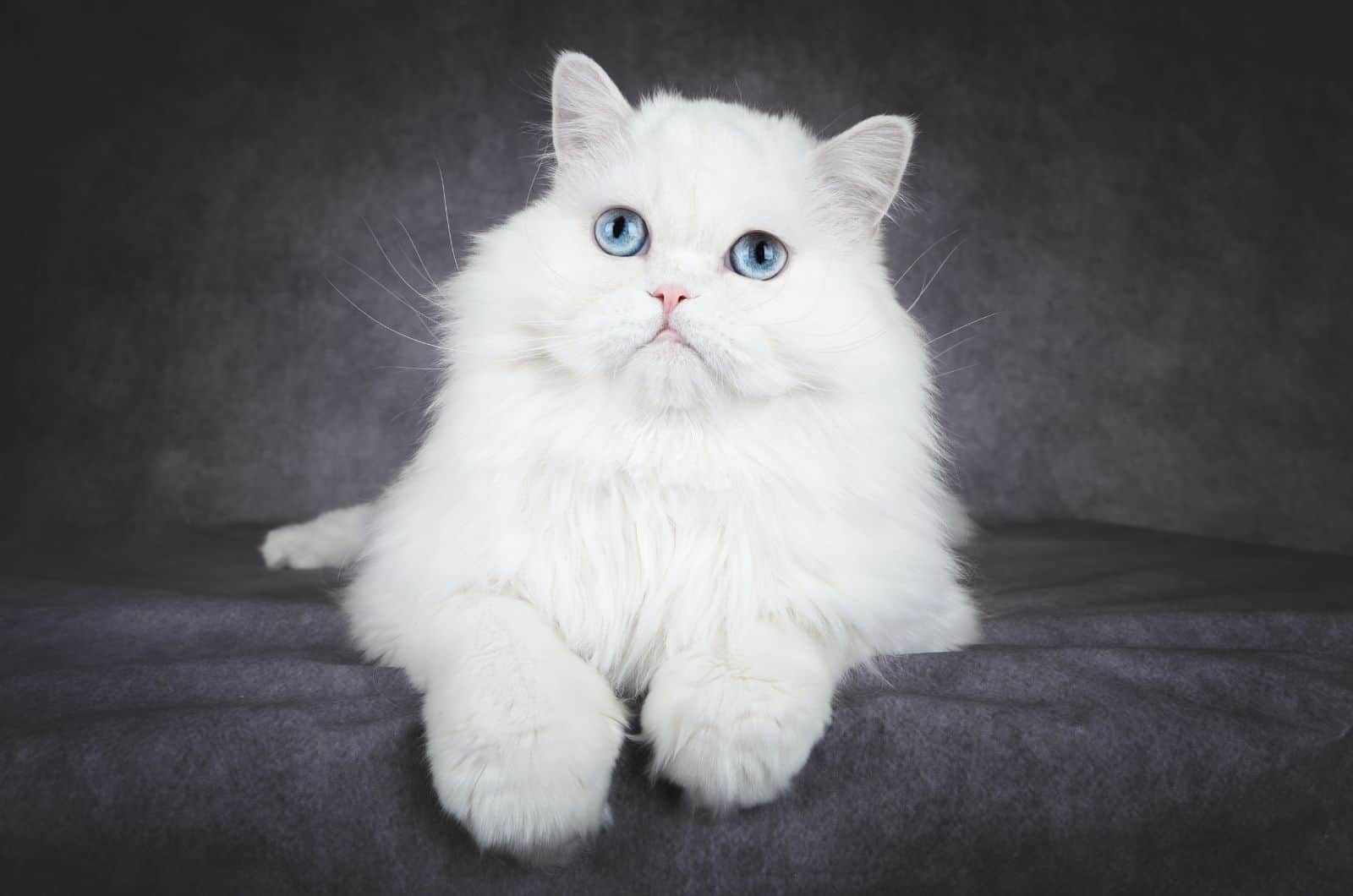 White Cat sitting on grey sofa