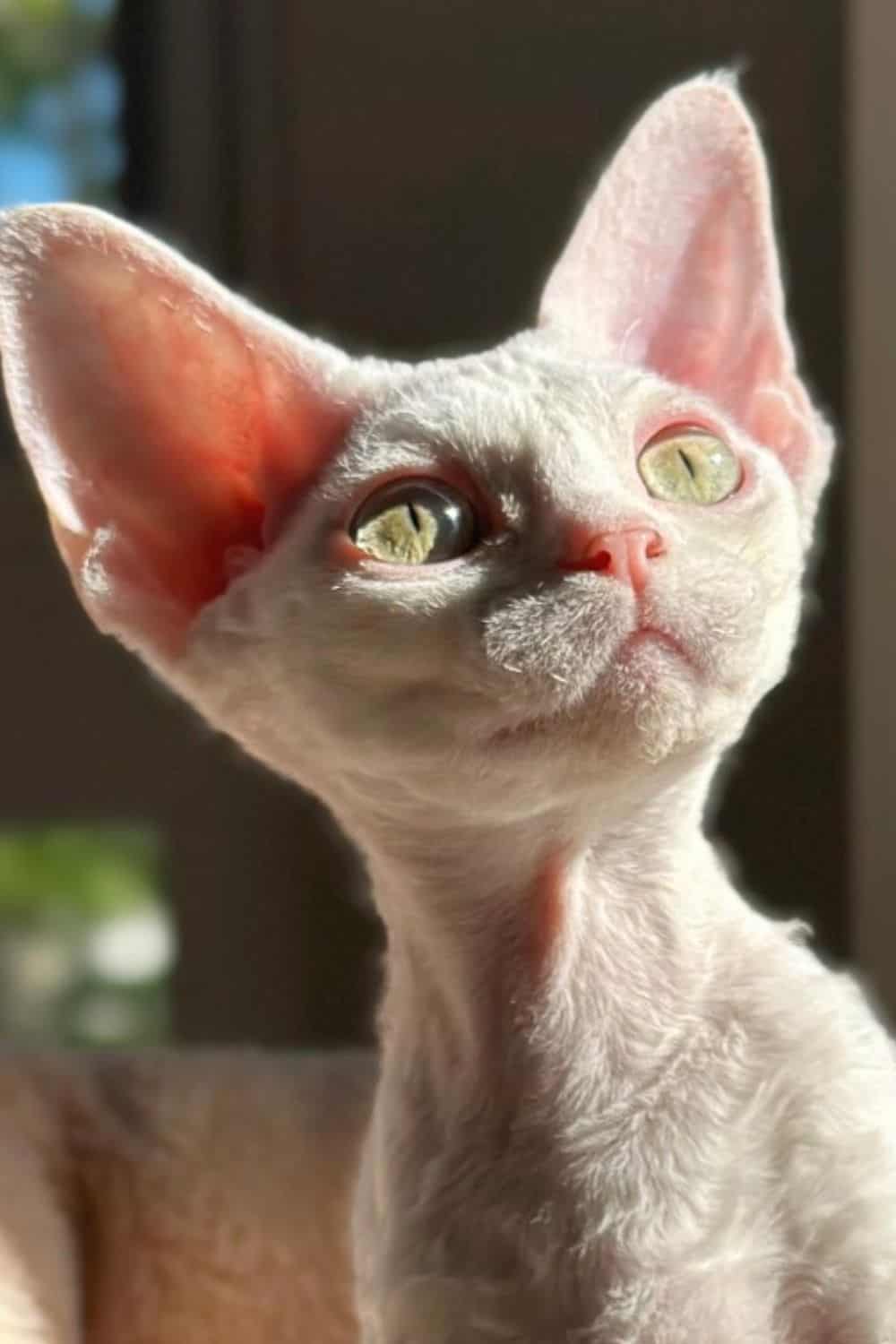 White Devon Rex with green eyes