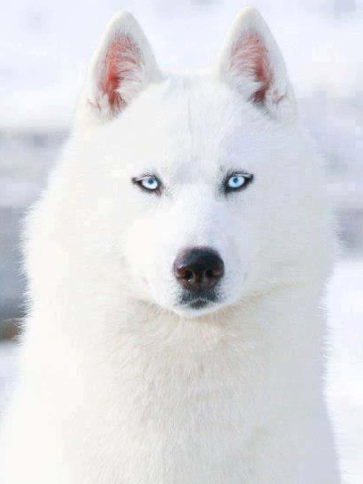 White Siberian Husky,also known as Isabella Husky