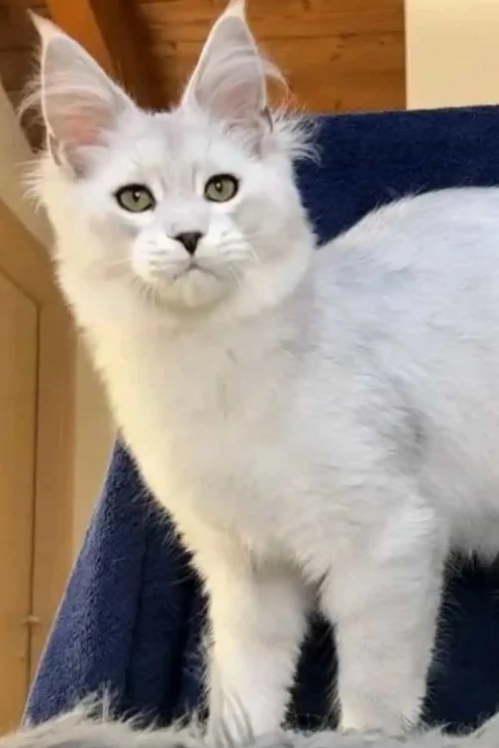 White Maine Coon with green eyes