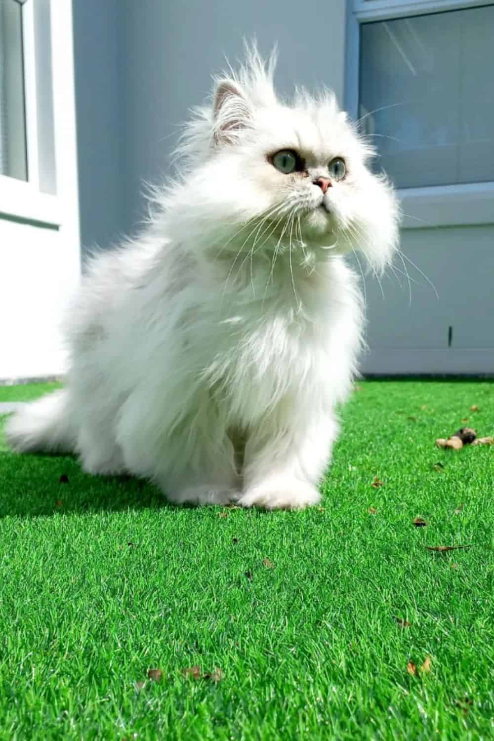 White Persian cat with green eyes