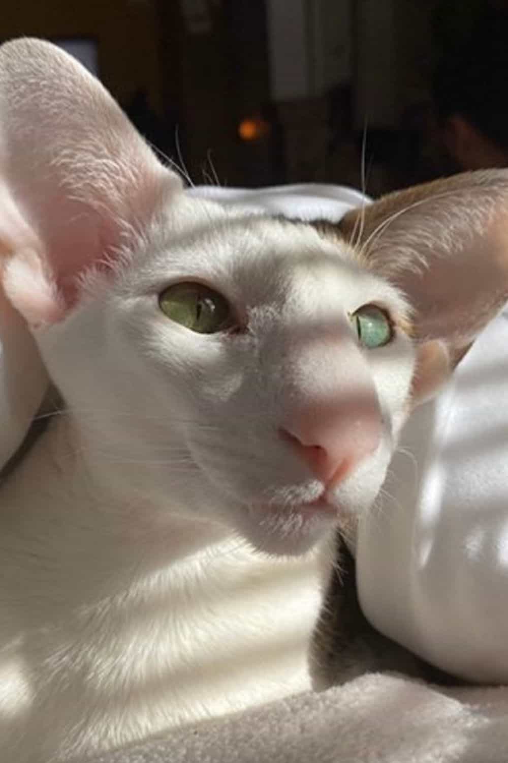 White Peterbald cat with green eyes