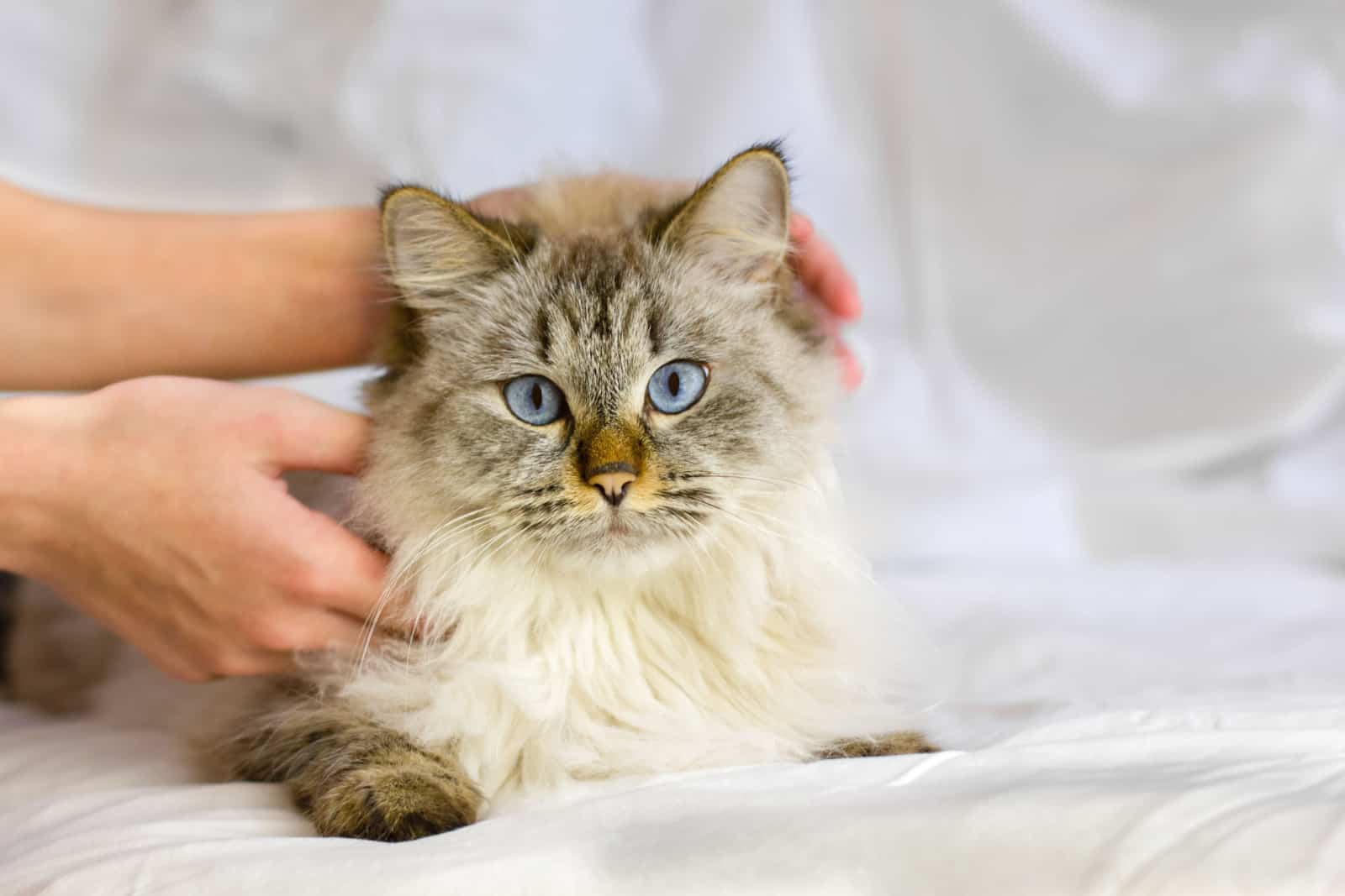 White Siberian blue-eyed cat in the caring hands of the owner