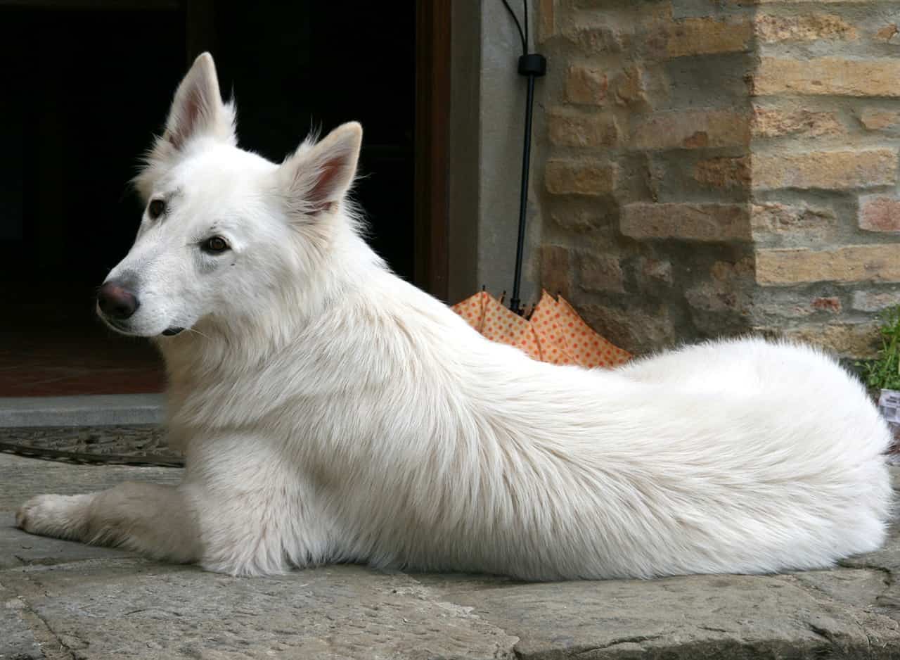 White Swiss Shepherd laying down