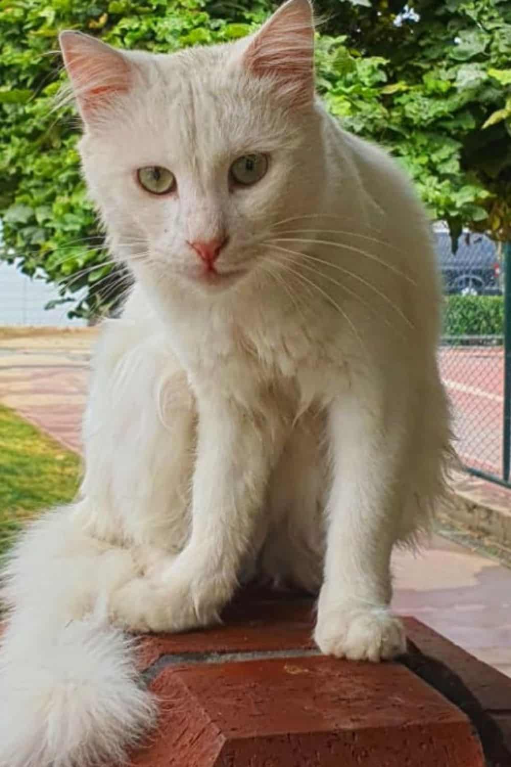 White Turkish Angora with green eyes