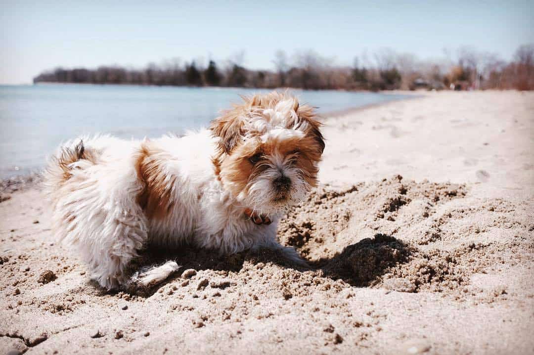 White and tan Zuchon digging on the beach