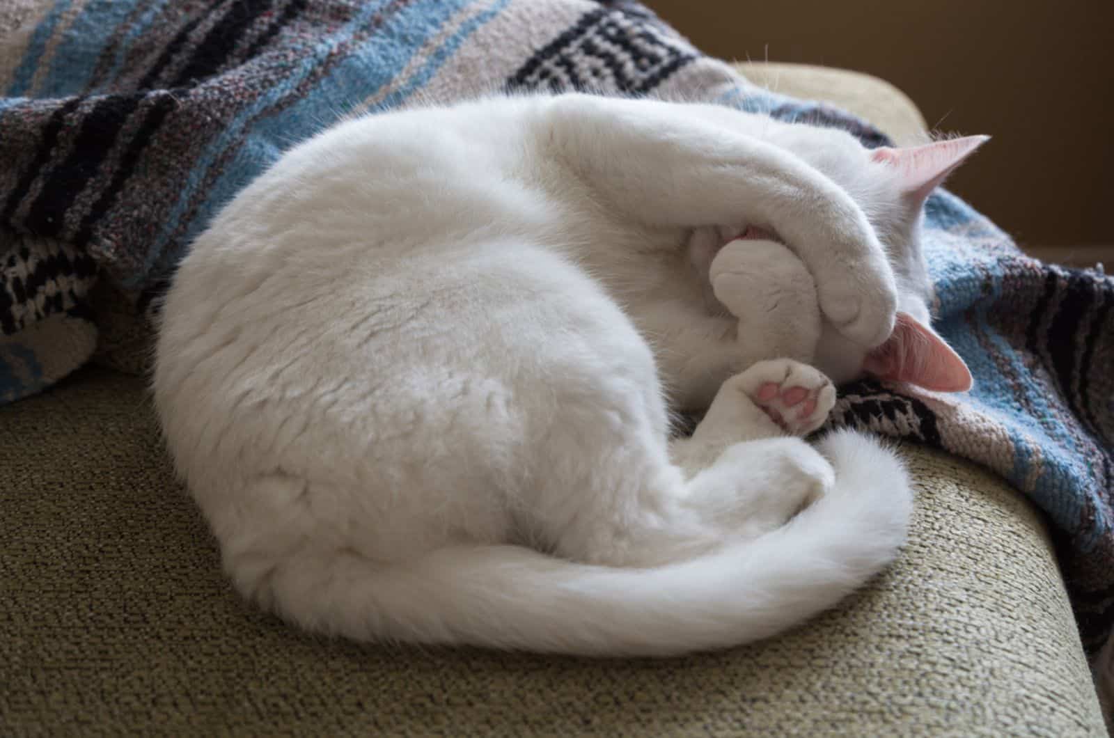 White cat curled up on a couch with paws covering her face