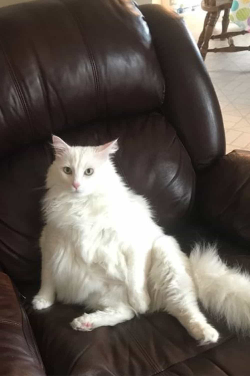 White cat sitting like a human