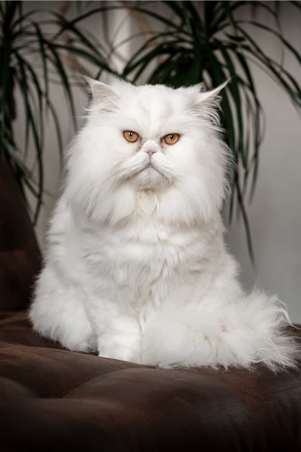 White persian cat