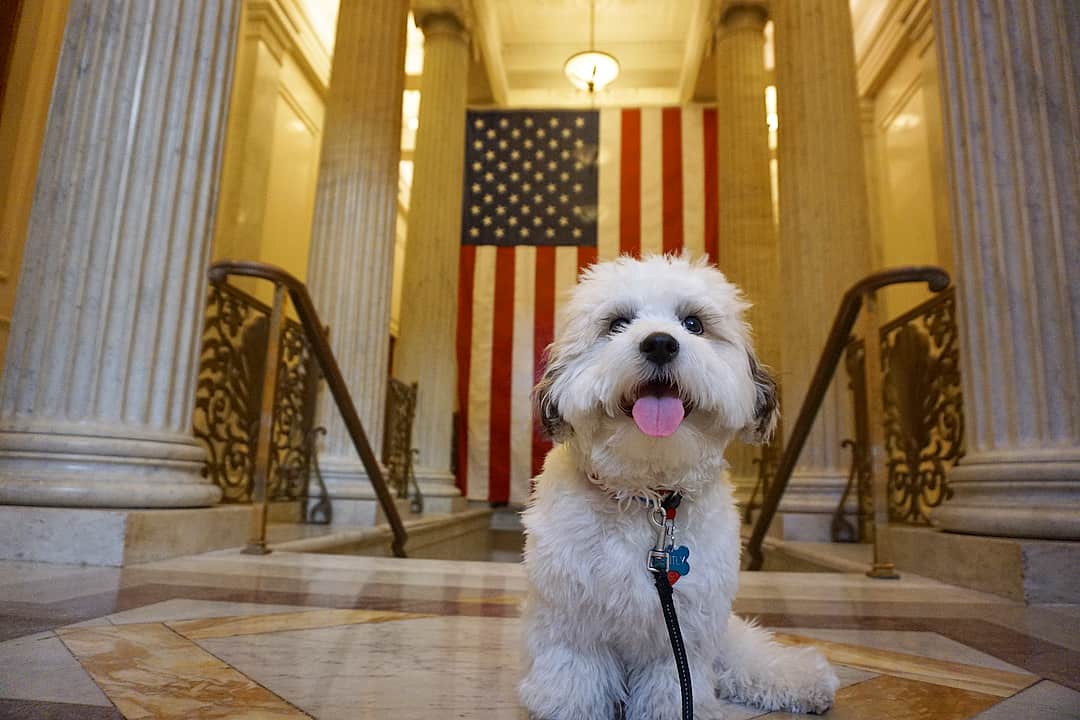 White zuchon with black ears and USA flag in the background