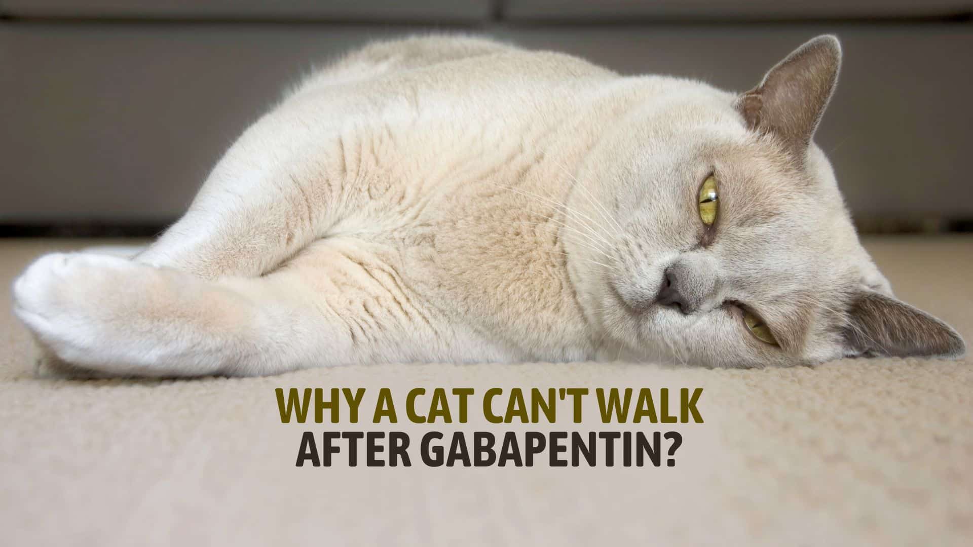 Why A Cat Can't Walk After Gabapentin