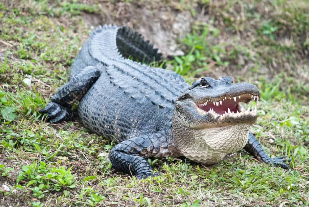 why are alligators afraid of cats