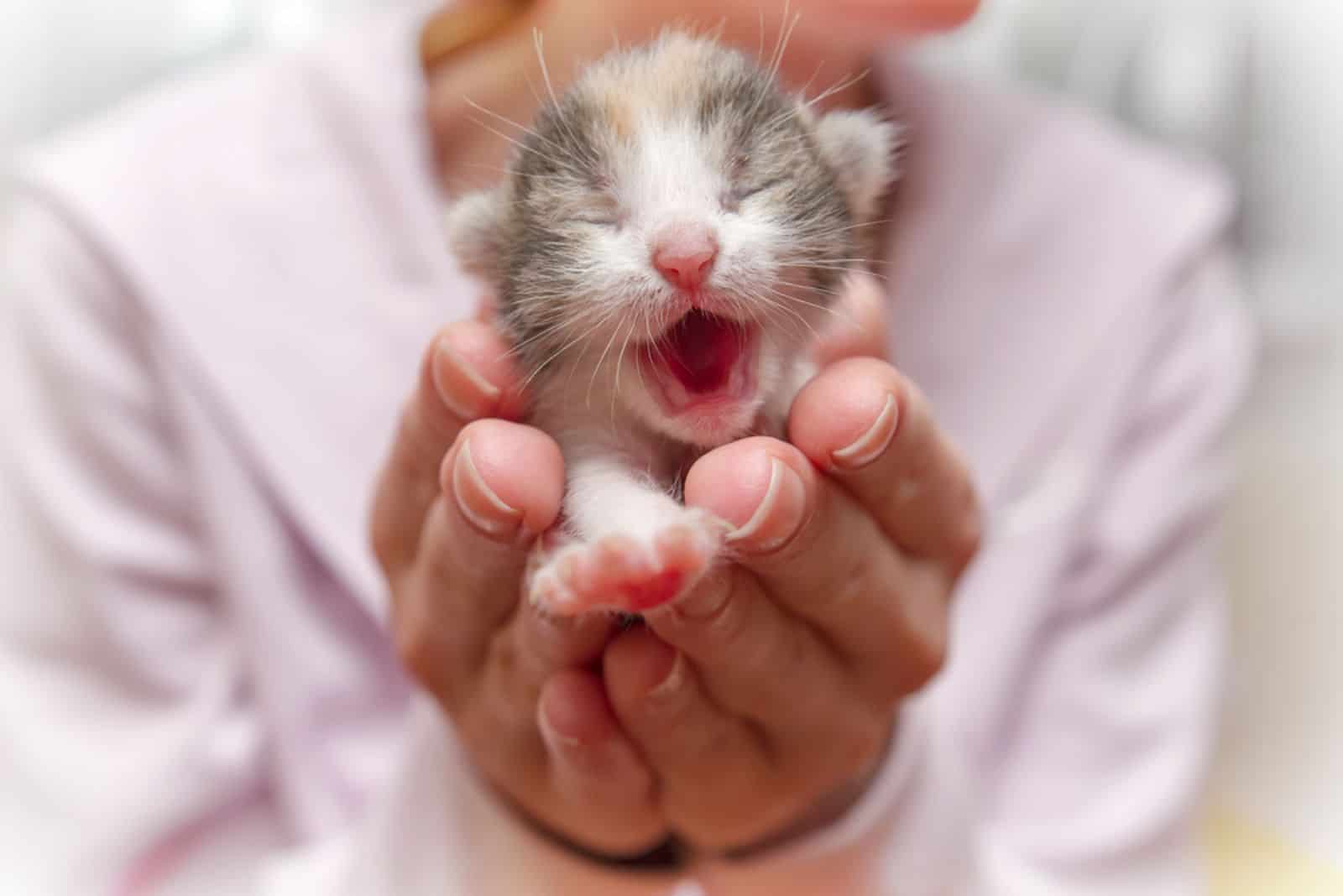 newborn kitten in hands