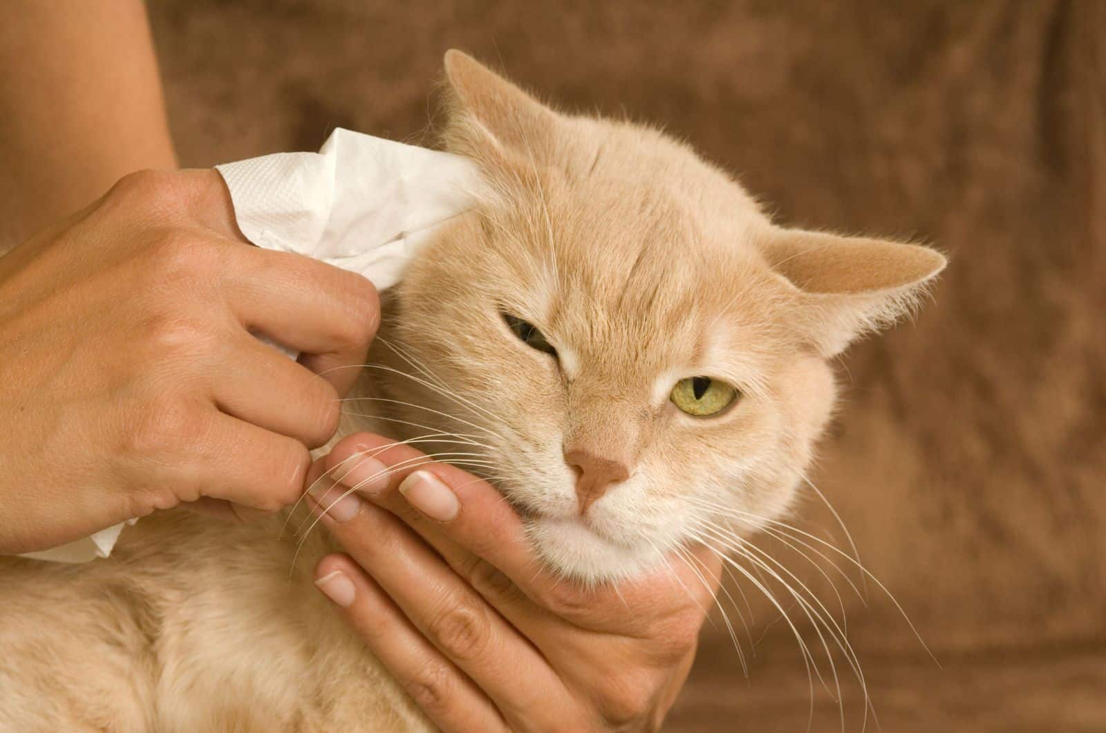 owner cleaning cats ear