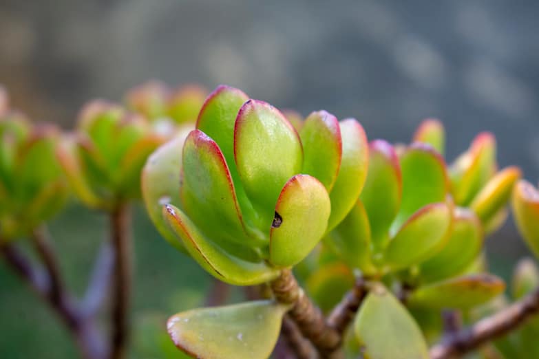 Why Are My Jade Plant Leaves Turning Yellow